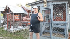 КАК ЗАЩИТИТЬ КУР ОТ ЖАРЫ.