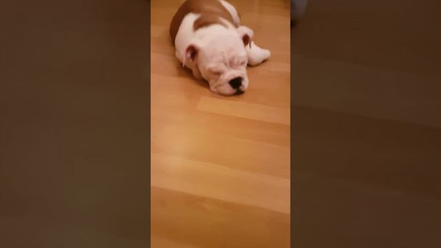 Английский бульдог Мишель сторожить дом😂 смотреть онлайн