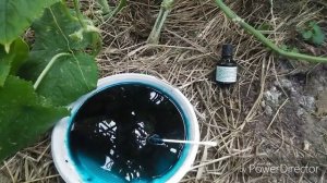 ОЧЕНЬ ПРОСТОЙ СПОСОБ ДЛЯ ОГУРЦОВ ОТ ПРИКОРНЕВОЙ ГНИЛИ.