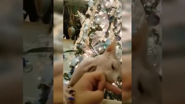 Best Funny Cats and Dogs 🐶🐱 Part 50 #funnyvideo #2022 #funnyvideos #funnyanimals смотреть онлайн