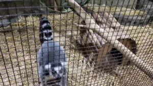 Самый Большой контактный зоопарк в Москве