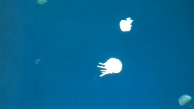 Cute tiny jellyfish at Ripleys aquarium смотреть онлайн