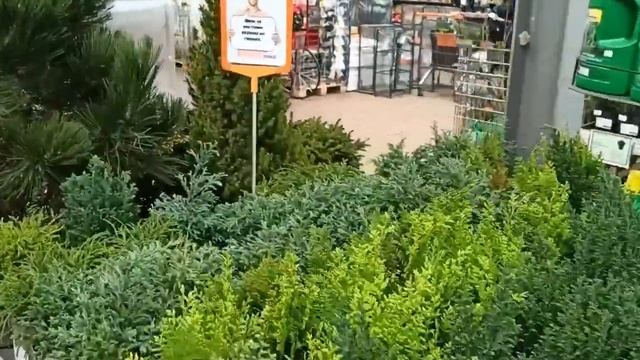 #conifers Хвойные)Декоративнолиственные и цветущие кустарники)Оби,апрель 2021г#кустарникидлясада#Об