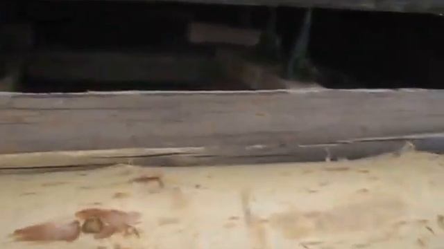 Синячиха, мельница, реставрация, замена третьего венца