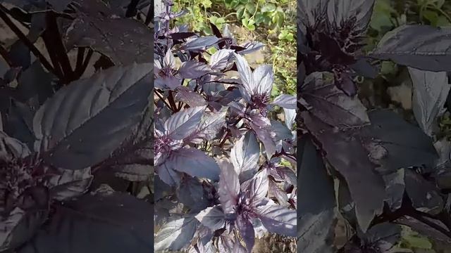 базилік смотреть онлайн