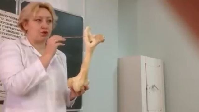 Бедренная кость домашних животных. Морфология