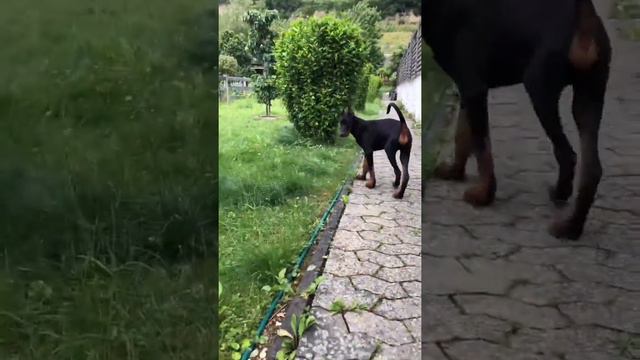 Dobermann from Balkan to Germany .. from 2 weeks to 5 months смотреть онлайн