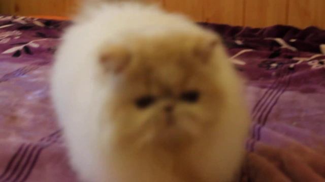 MVI 5839 Odeta granat.cz смотреть онлайн