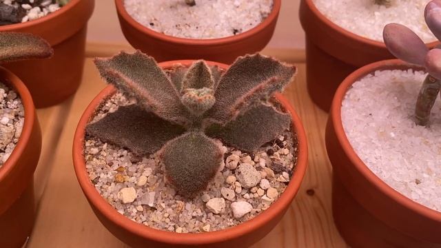 Суккулентоновости: как поживает моя "безнадежная" корейская эхеверия и эхеверии гиганты из Украины смотреть онлайн