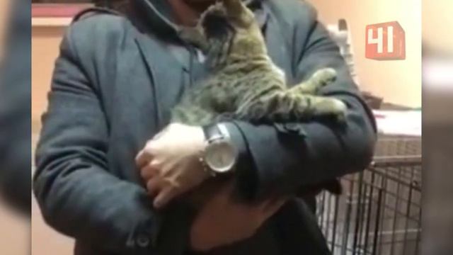 Кот Липтон едет домой/Екатеринбург