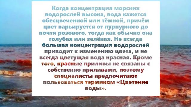 Что такое красный прилив? Почему гибнут морские обитатели? смотреть онлайн