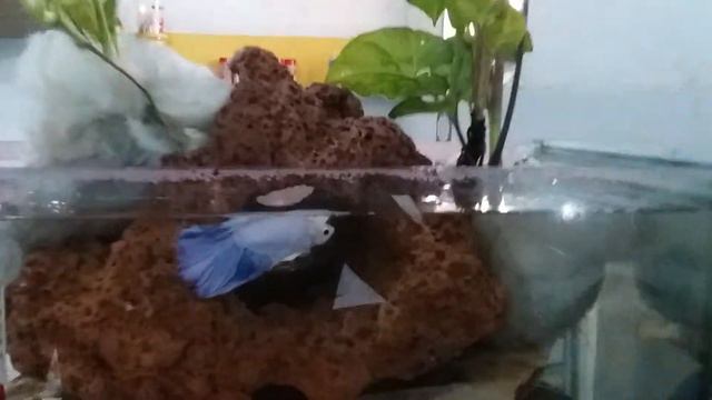 Sigônio e jibóia no aquário, Syngonium podophyllum, Epipremnum pinnatum смотреть онлайн