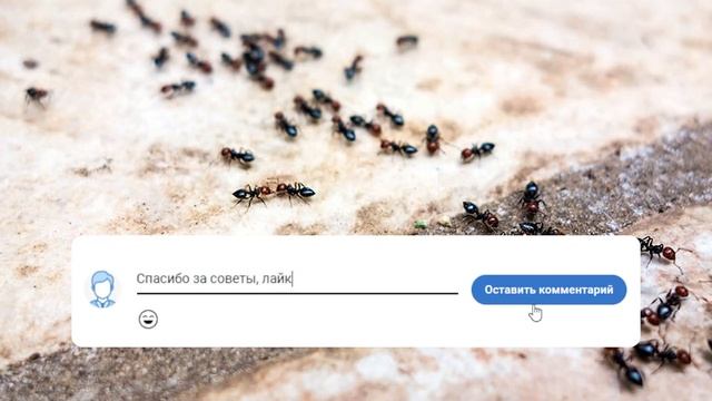 Средство от муравьев! Насекомых в доме не будет: чудо метод! Тайный лайфхак - знать всем! смотреть онлайн