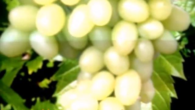 Виноград Елена смотреть онлайн