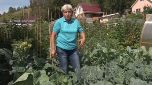 Голова садовая - Правильный уход за капустой