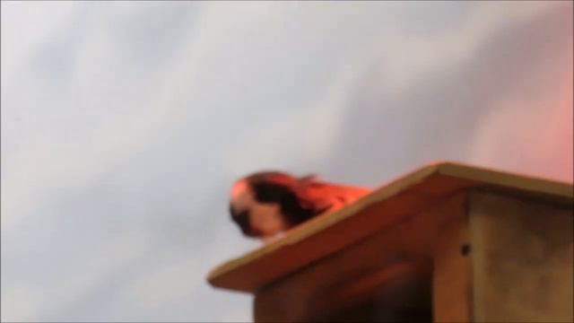 Малыш игрунок жоффруа подрастает 25.04.2022 смотреть онлайн