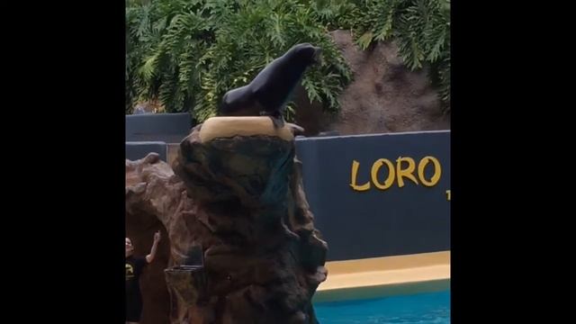 Puerto De La Cruz-Tenerife-Teneriffa. Hotel Diamante Suite, Loro Parque, Lago Martianez смотреть онлайн