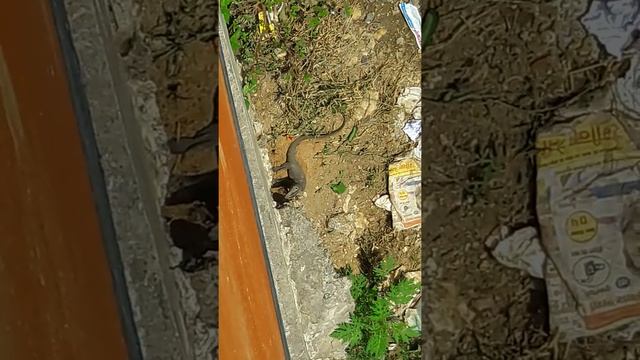 Comodo Dragon In Palamau