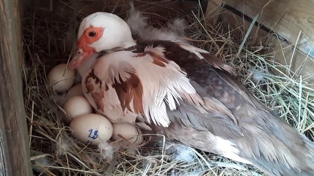 Как узнать Что Утка села на Гнездо _ Индоутки _ Утка сменила место для Яйцекладки. смотреть онлайн