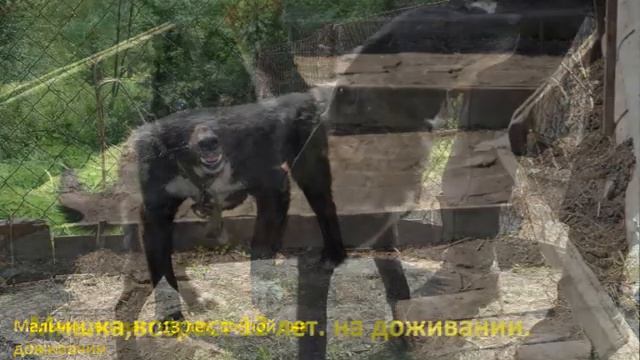 Передержка в Куртуково Старички 8-951-184-5558