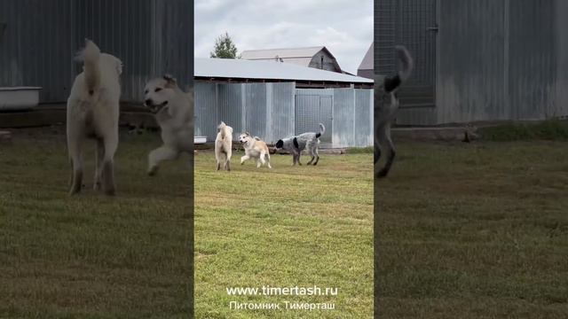 Среднеазиатские овчарки питомника Тимерташ запись на щенков +79048881825 WhatsAp www.timertash.ru смотреть онлайн