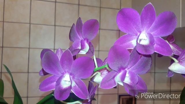 93. ?ДЕНДРОФАЛЕНОПСИС?МОЙ УХОД?????? смотреть онлайн