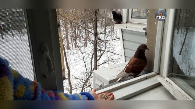 Упрямые, наглые голуби. У каждого голубя свой характер.Each pigeon has its own character. 04.2023 г смотреть онлайн