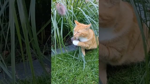 Пеннисетум Read Head осенью.