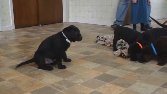 Black & Chocolate Labrador Retriever Puppies For Sale смотреть онлайн