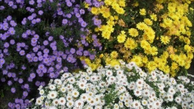 Красная Книга Украины. Растения. смотреть онлайн