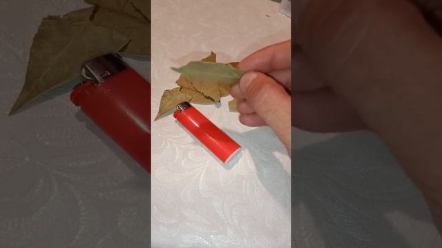 Что будет, если поджечь лавровый лист в доме смотреть онлайн