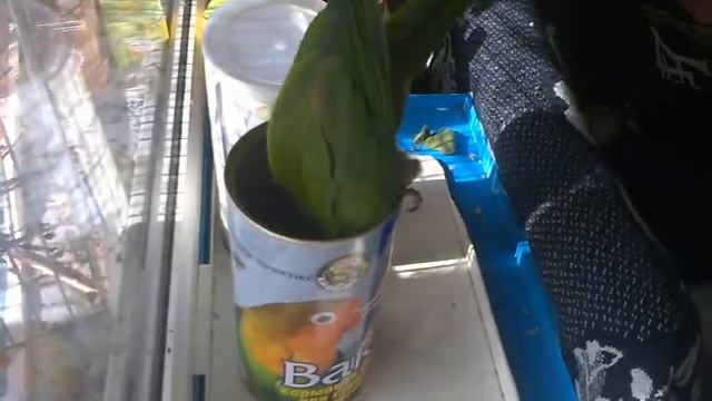 лучший корм.mp4 смотреть онлайн