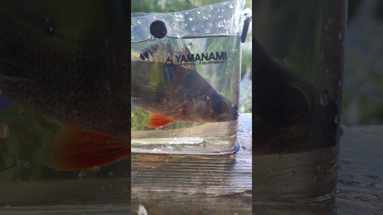 Мормо аквариум :-) смотреть онлайн