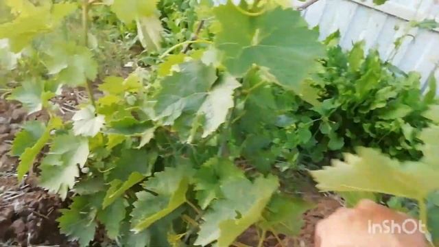 Как отцвел виноград в Гомельской обл. и почему усыхают грозди.