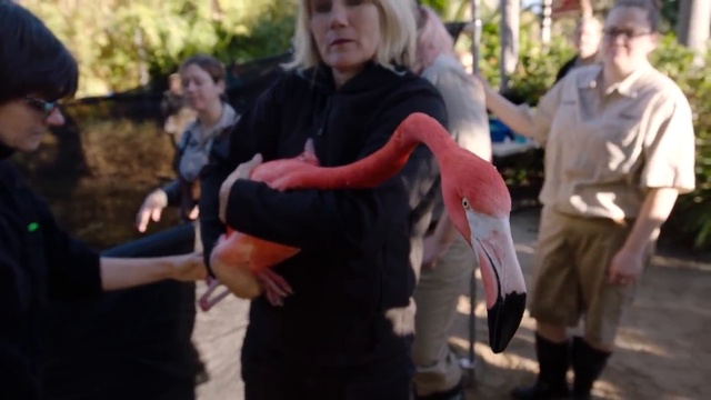 Содержание фламинго смотреть онлайн