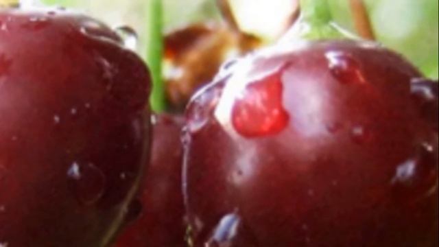 Ягоды черешни Бычье Сердце – настоящее наслаждение вкусом смотреть онлайн
