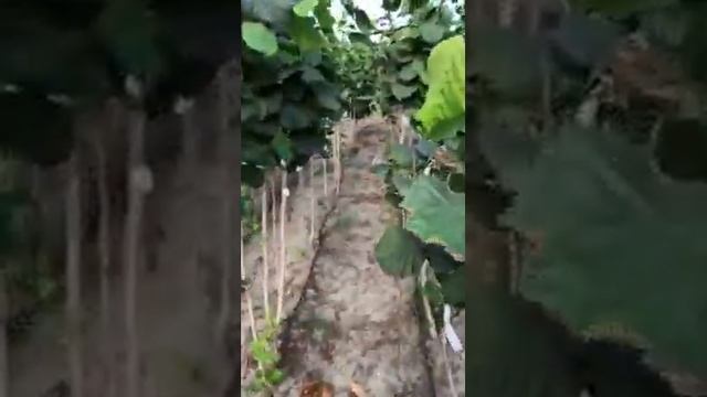 Сажанці Фундука привиті на МЕДВЕЖОМУ горіхові.35 сортів і форм.0682442195 смотреть онлайн