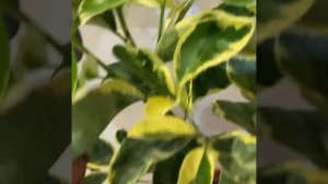 лимон Волкамериана вариегатная / 13 A C. volkameriana foliis variegates