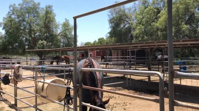 Конюшня в АМЕРИКЕ/конный спорт в Америке/лошади смотреть онлайн