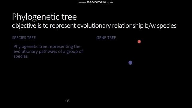 Phylogenetic Analysis(part-1) || Randomtastic || Bioinformatics смотреть онлайн