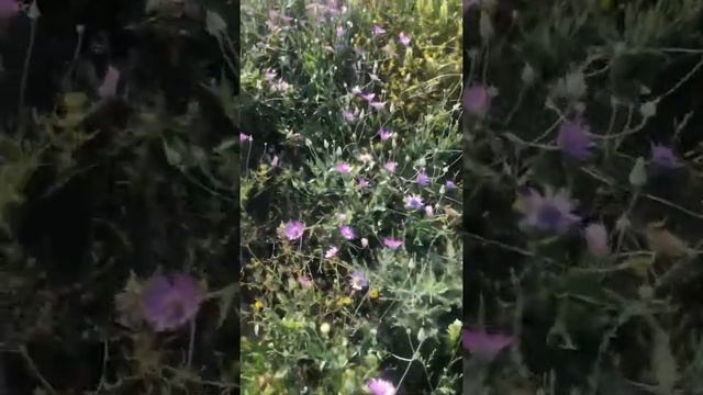 Алабай Алтай среди цветов бессмертников смотреть онлайн