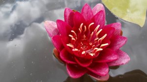 Нимфея Burgundy Princess (Бургундская принцесса) кувшинка, waterlily, водные растения, пруд
