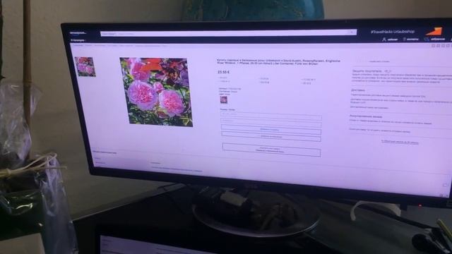 Саженцы роз смотреть онлайн