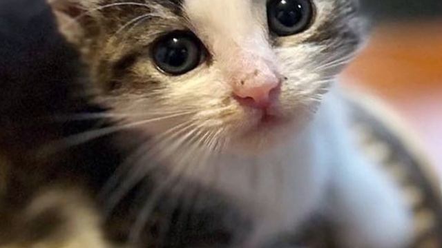 Kitten Brought to Shelter Alone and Started Greeting Everyone смотреть онлайн