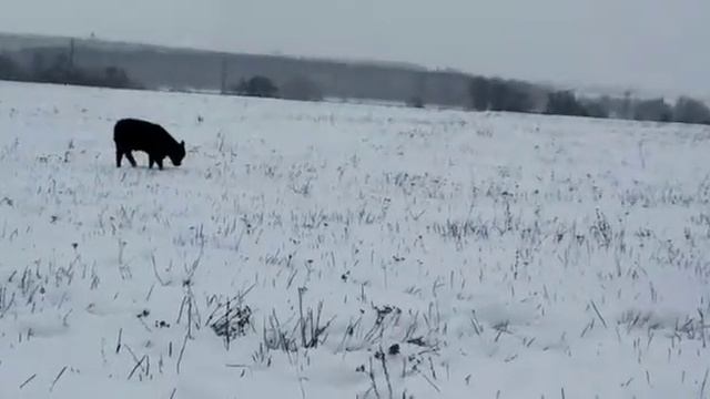 Быки. Абердины. УлуТеляк. Хасан Идиятуллин. смотреть онлайн