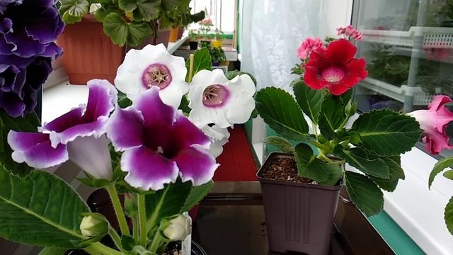 Удобрения для глоксиний, мой способ