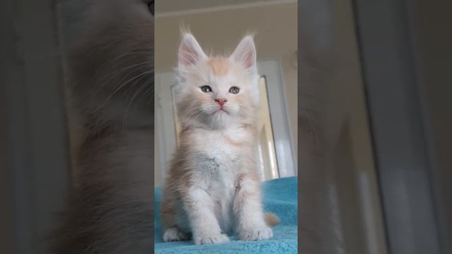 Котёнок мейн-кун из питомника Страна Гулливеров - D3 смотреть онлайн