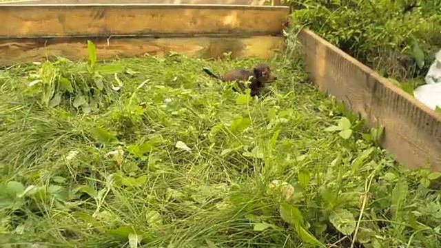 Щенки резвятся. смотреть онлайн