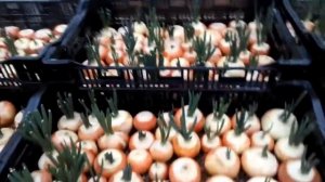 Посадка лука на зелень день 6-7-й обработка, кормление. Набираемся опыта.