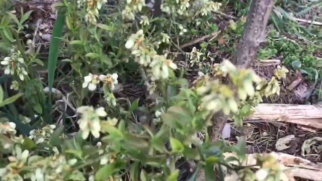 Лохина. Перші квіти 2020 року. Сорт Норд блю. смотреть онлайн